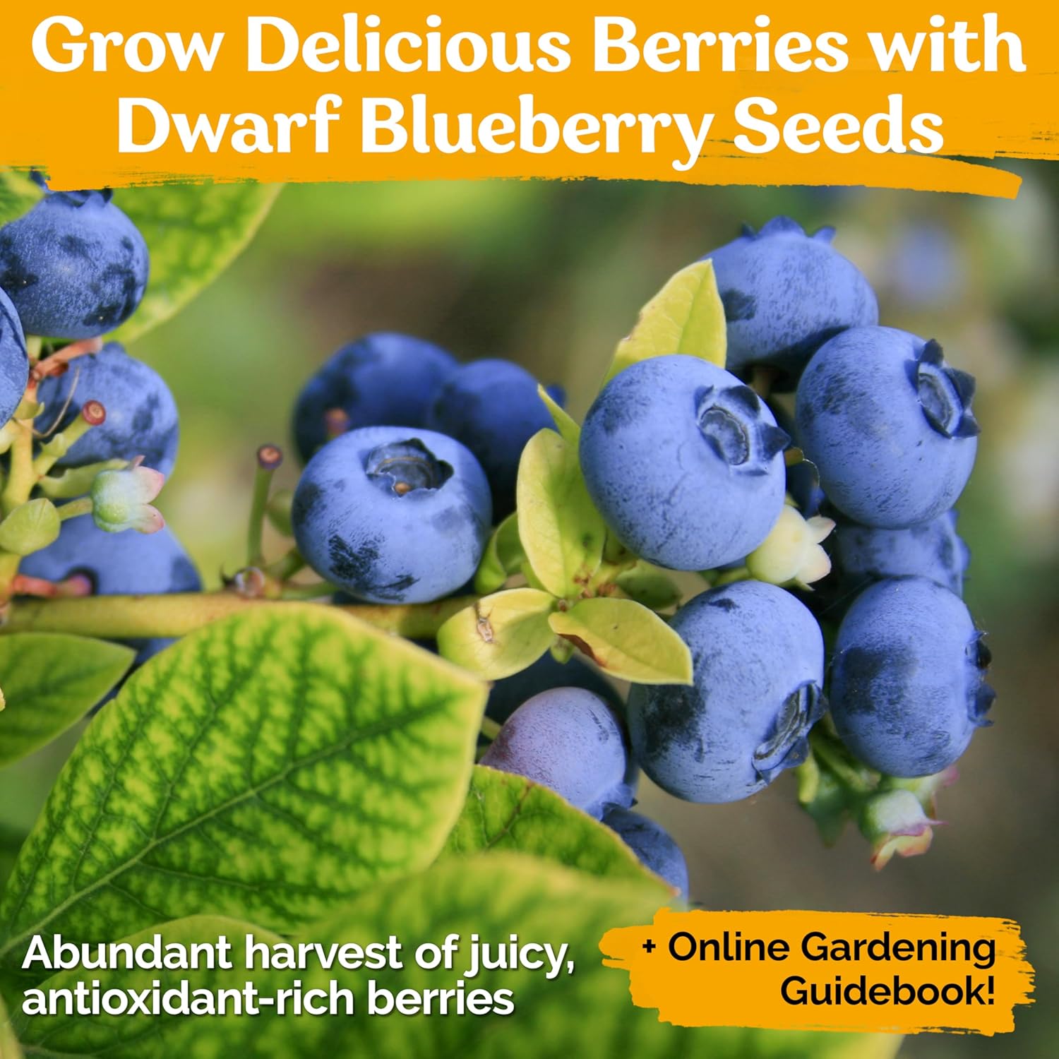 KVITER 100 Blueberry Seeds (Vaccinium Angustifolium) – Sweet Dwarf Lowbush Blueberry Plant Seeds, Heirloom Fruit Seeds Non GMO Organic – Top Hat Berry Fresh Fruit Seeds for Outdoor & Indoor Gardens
