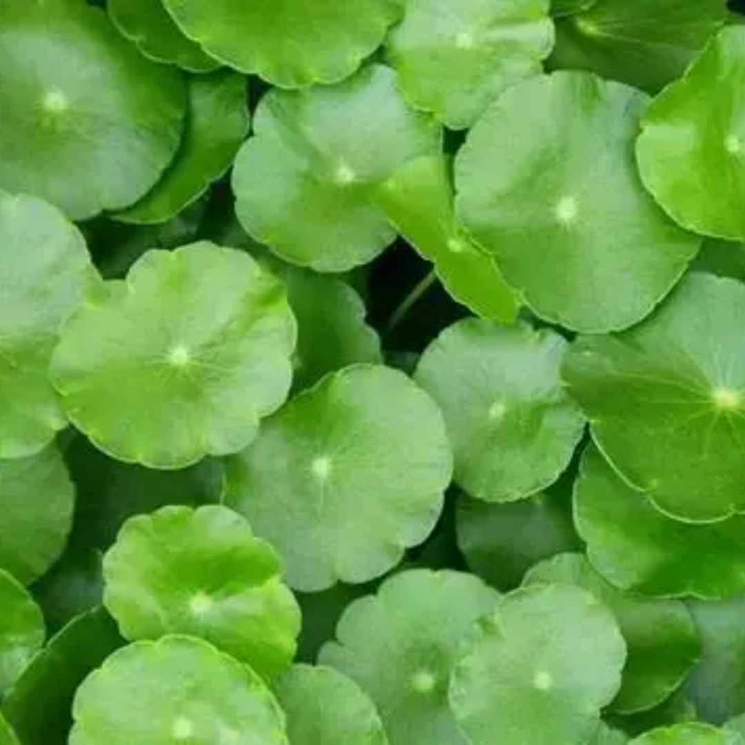 220 PCS Gotu Kola Seeds (Centella Asiatica) – Medicinal & Aquatic Plant for Garden or Hydroponics