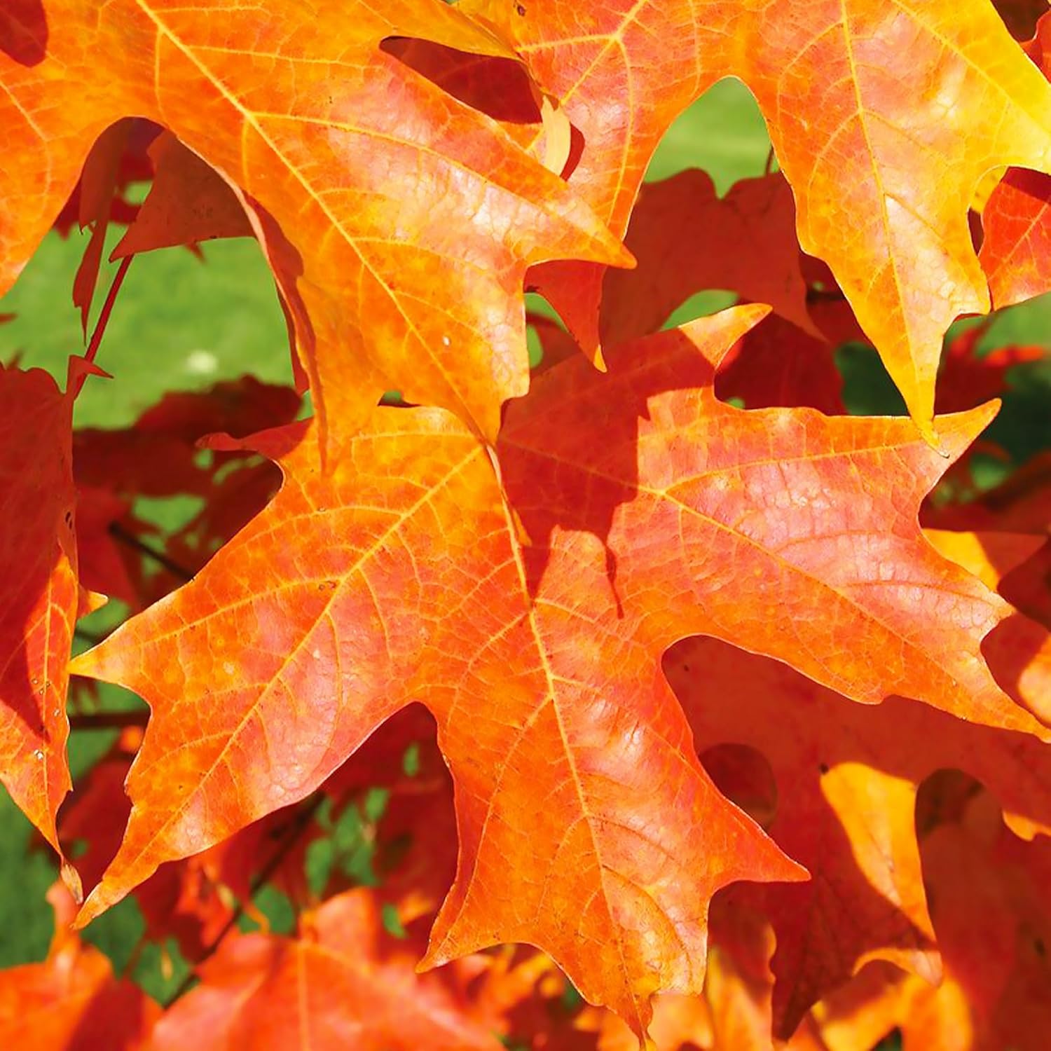 20/100/200 Pcs Sugar Maple Tree Seeds Deciduous Acer Saccharum Rock Maple Seeds for Garden Outdoor by QAUZUY GARDEN