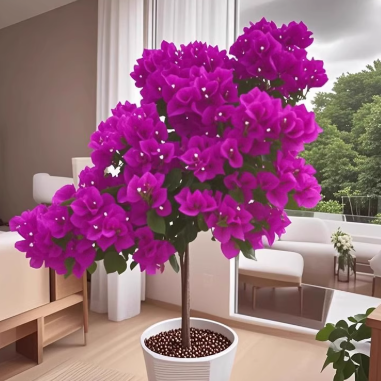 New Fresh 100pcs Bougainvillea Glabra Plant Seeds Generic