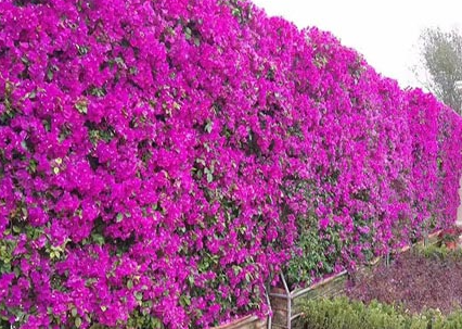 New Fresh 100pcs Bougainvillea Glabra Plant Seeds Generic
