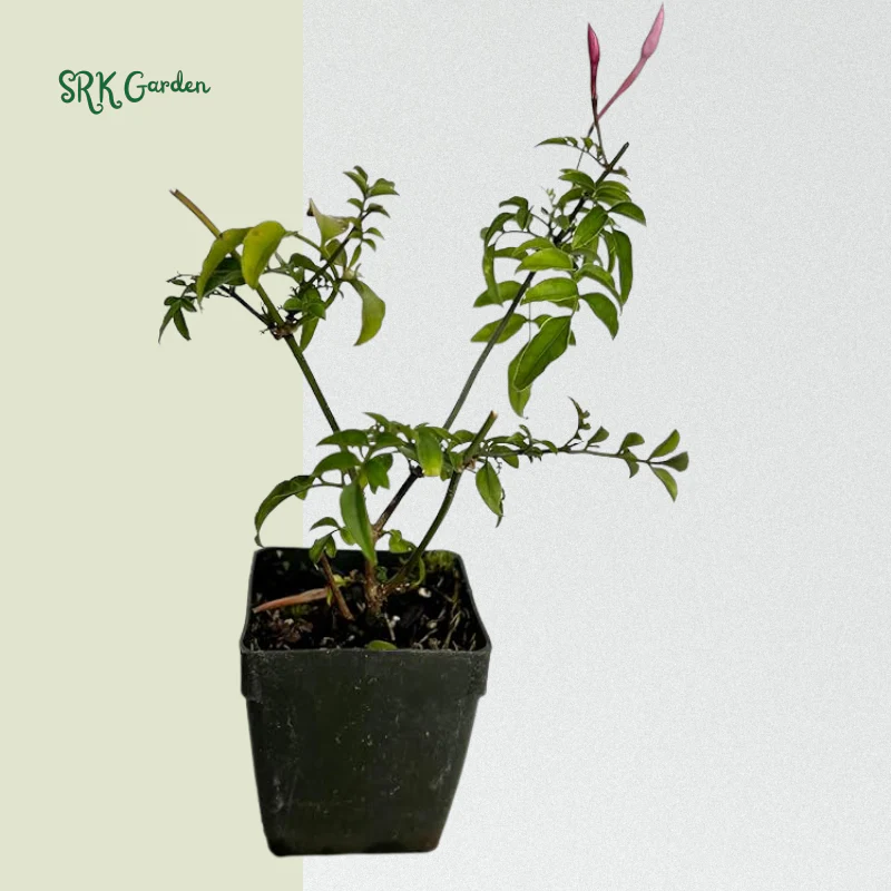 Pink Jasmine Vine Starter Plant in 2 pot