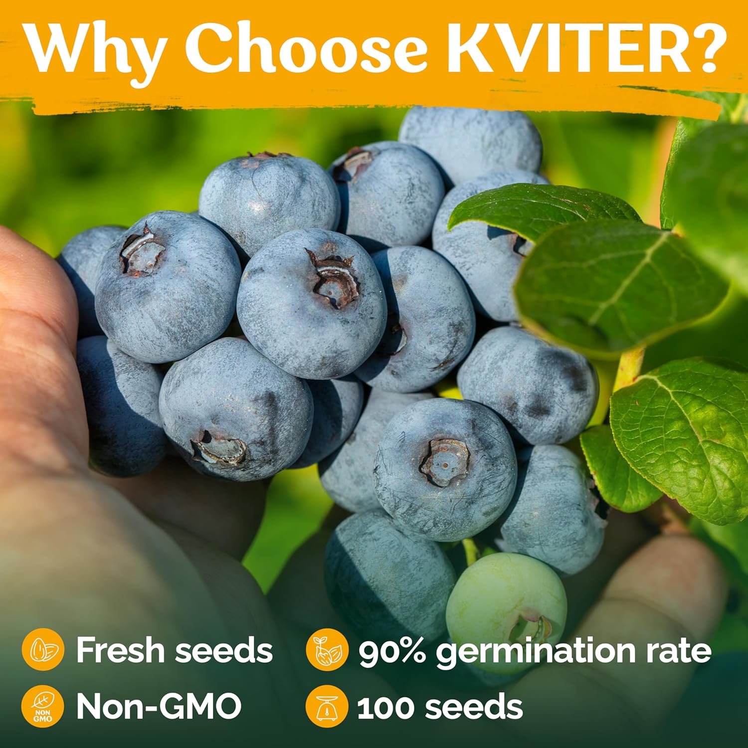 KVITER 100 Blueberry Seeds (Vaccinium Angustifolium) – Sweet Dwarf Lowbush Blueberry Plant Seeds, Heirloom Fruit Seeds Non GMO Organic – Top Hat Berry Fresh Fruit Seeds for Outdoor & Indoor Gardens