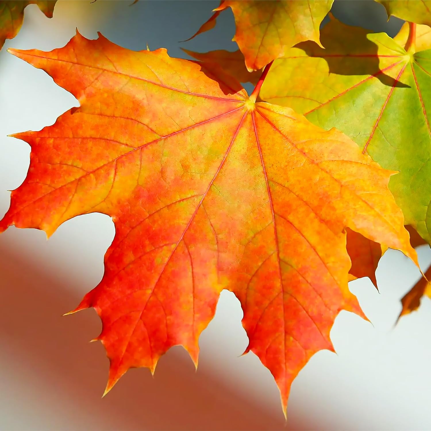 20/100/200 Pcs Sugar Maple Tree Seeds Deciduous Acer Saccharum Rock Maple Seeds for Garden Outdoor by QAUZUY GARDEN