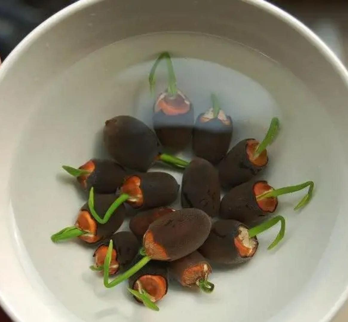 10 Pcs Mixed Color Bonsai Bowl Lotus Seeds - Exotic Water Lily Flower Plant Seeds for Ornamental Pond and Home Planting