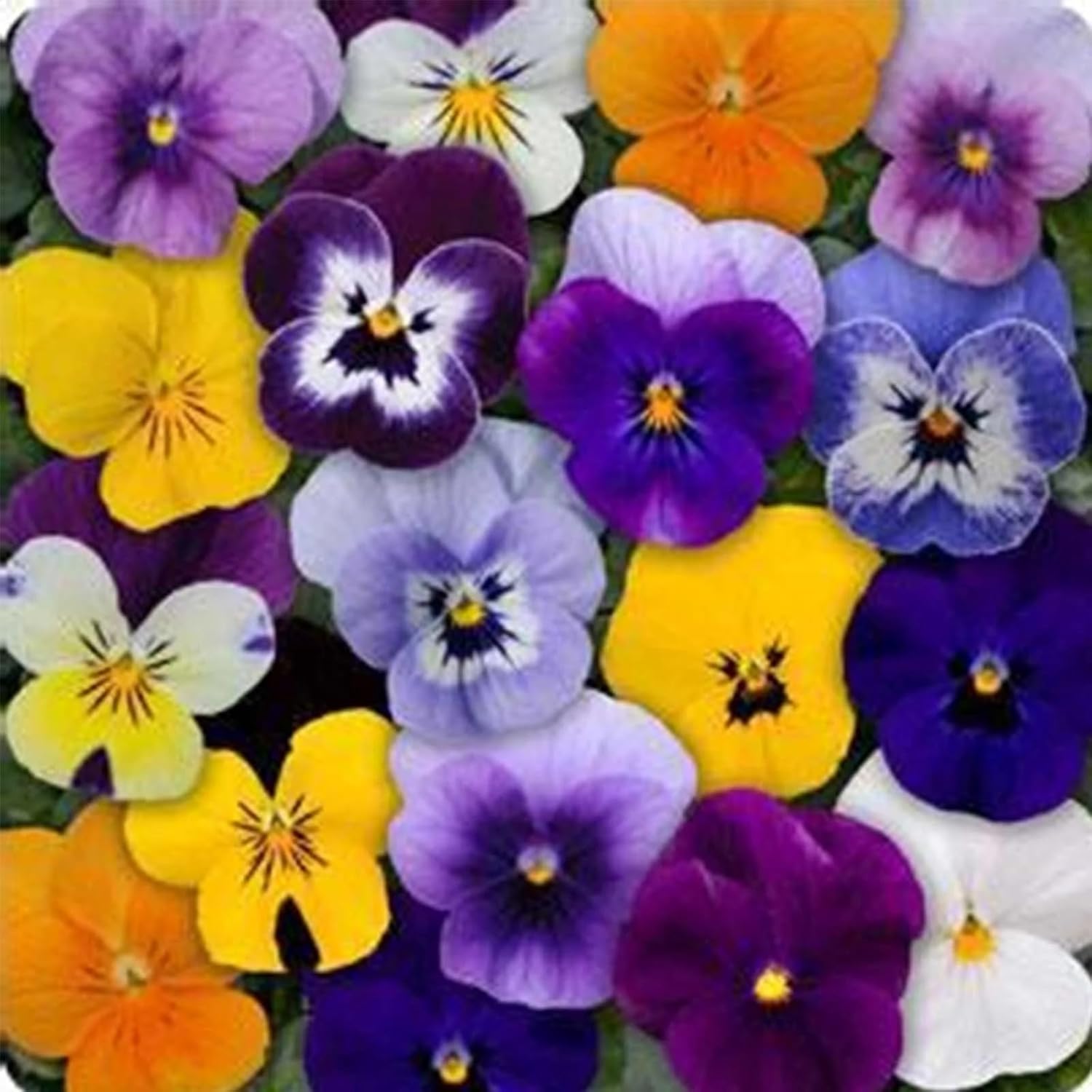 Viola Seeds Sorbet Tricolor Mix, Johnny Jump Up Flowers, Purple Yellow White Blooms, Heirloom Non GMO for Garden Planter Indoor Outdoor Hydroponics (50)
