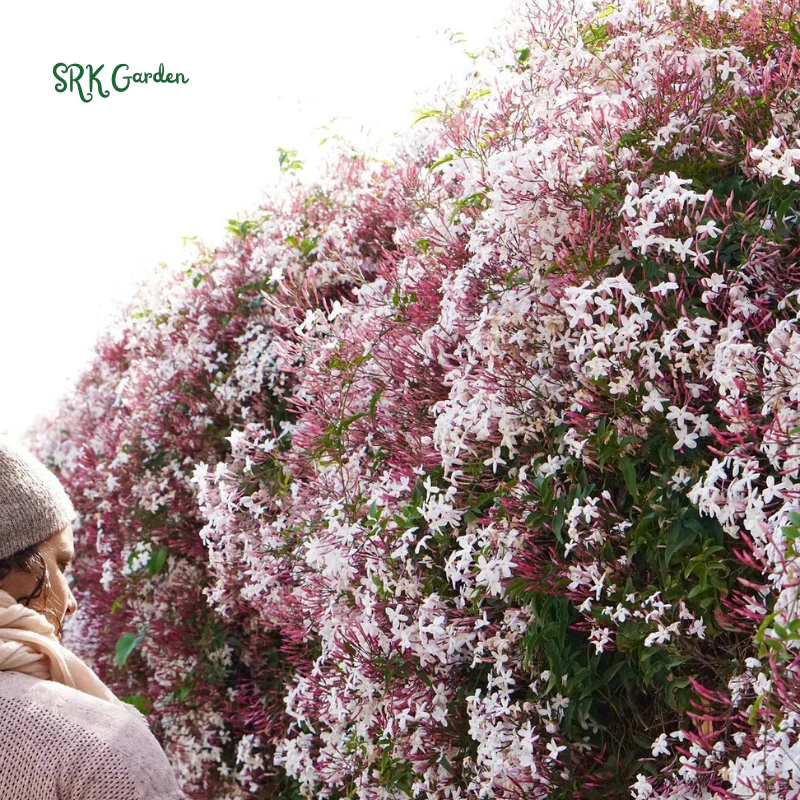 Pink Jasmine Vine Starter Plant in 2 pot