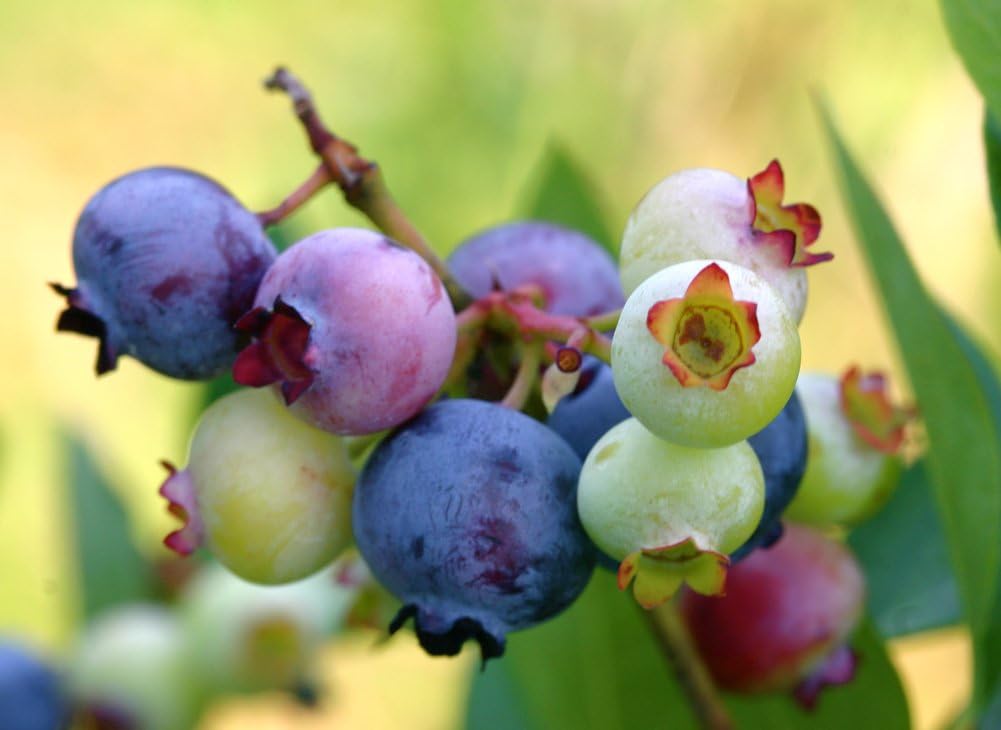 KVITER 100 Blueberry Seeds (Vaccinium Angustifolium) – Sweet Dwarf Lowbush Blueberry Plant Seeds, Heirloom Fruit Seeds Non GMO Organic – Top Hat Berry Fresh Fruit Seeds for Outdoor & Indoor Gardens