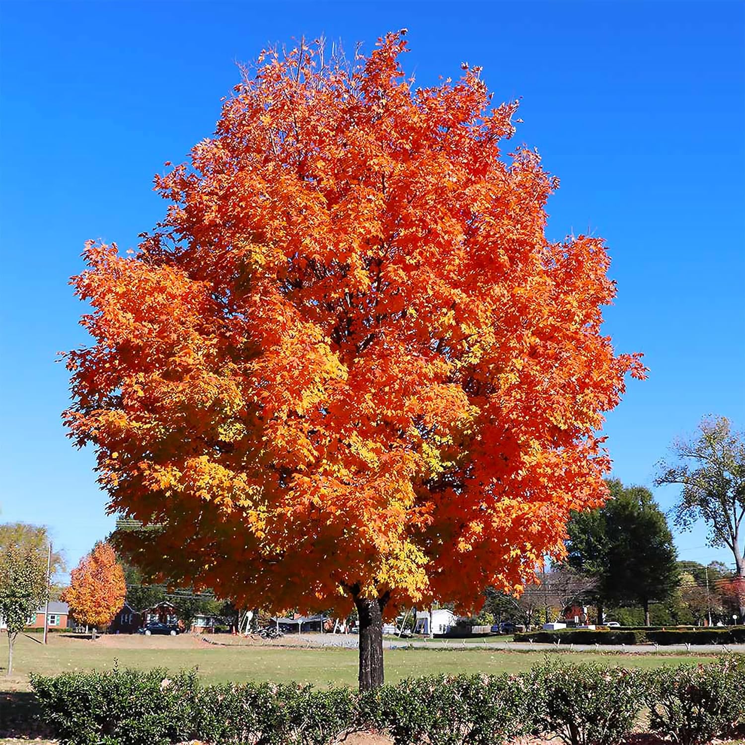 20/100/200 Pcs Sugar Maple Tree Seeds Deciduous Acer Saccharum Rock Maple Seeds for Garden Outdoor by QAUZUY GARDEN