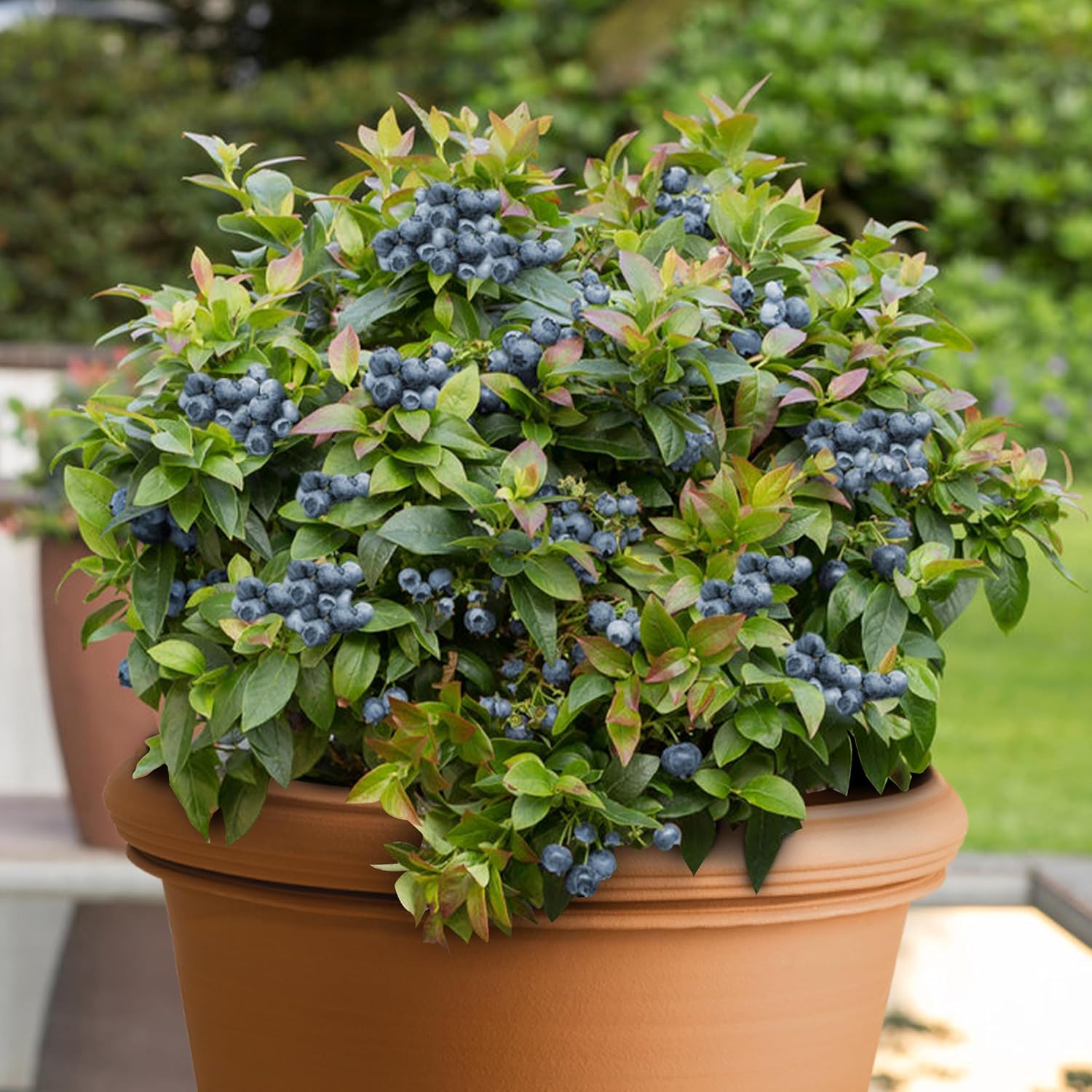 KVITER 100 Blueberry Seeds (Vaccinium Angustifolium) – Sweet Dwarf Lowbush Blueberry Plant Seeds, Heirloom Fruit Seeds Non GMO Organic – Top Hat Berry Fresh Fruit Seeds for Outdoor & Indoor Gardens