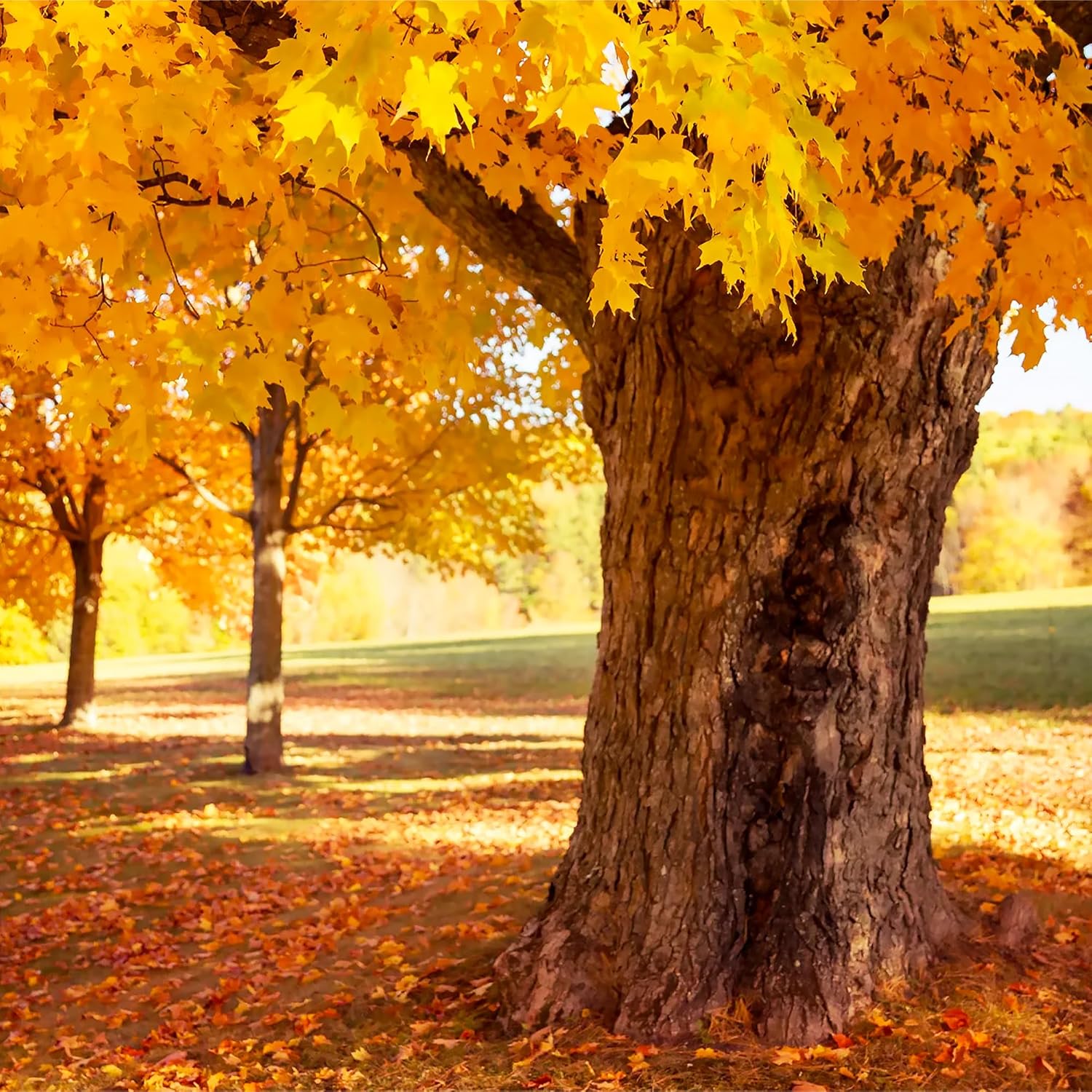 20/100/200 Pcs Sugar Maple Tree Seeds Deciduous Acer Saccharum Rock Maple Seeds for Garden Outdoor by QAUZUY GARDEN