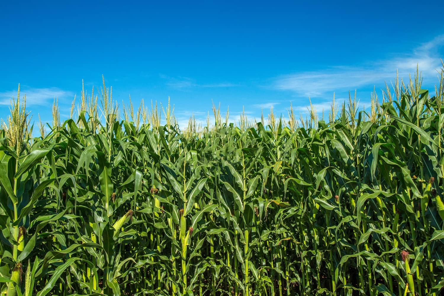 60+ Corn Seeds for Planting (4 Varieties) Glass Gem Corn, Sweet Corn, Silver Queen Corn, red Corn Non-GMO Heirloom, 90% Germination Rates Open Pollinated