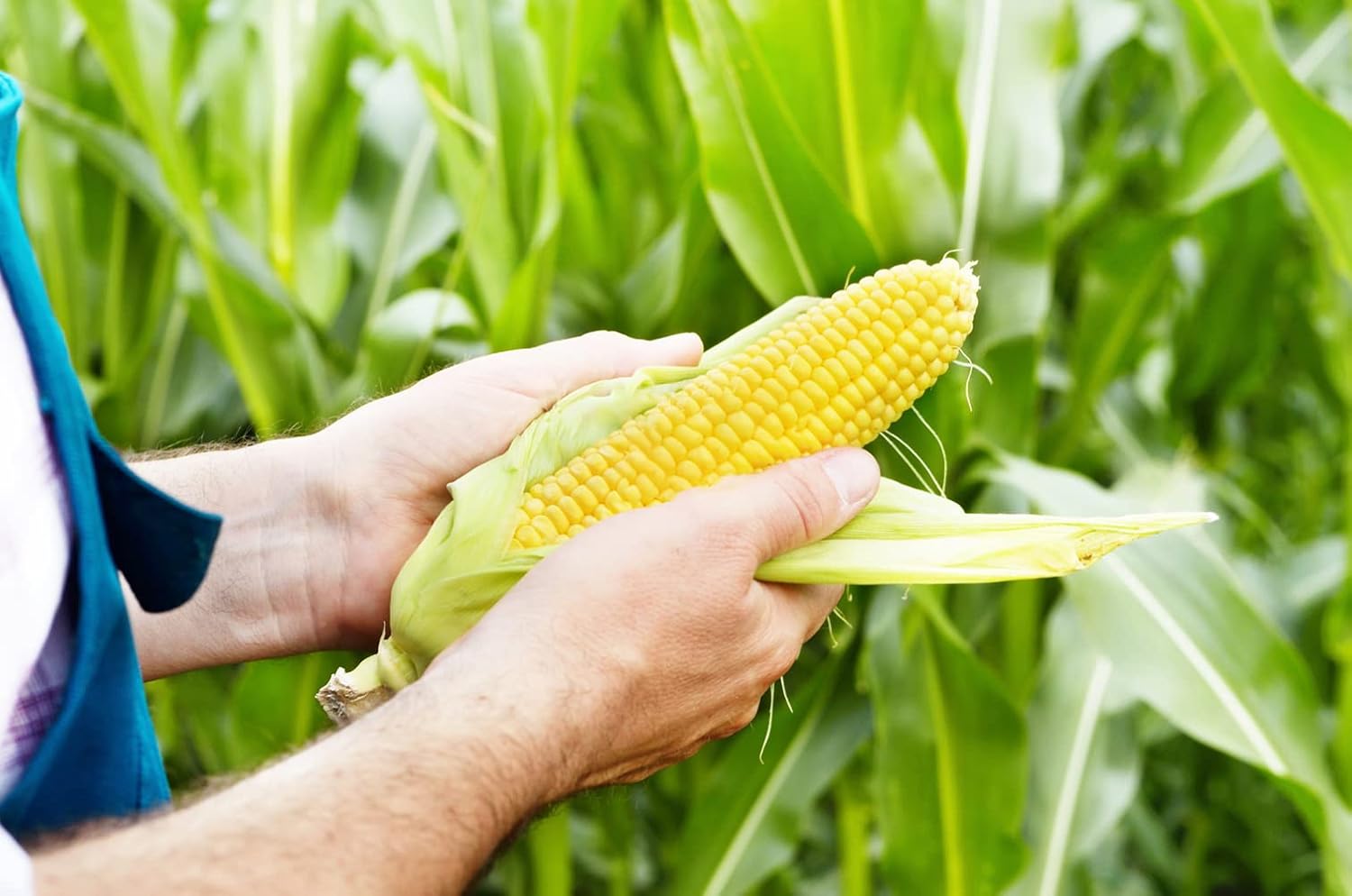 60+ Corn Seeds for Planting (4 Varieties) Glass Gem Corn, Sweet Corn, Silver Queen Corn, red Corn Non-GMO Heirloom, 90% Germination Rates Open Pollinated
