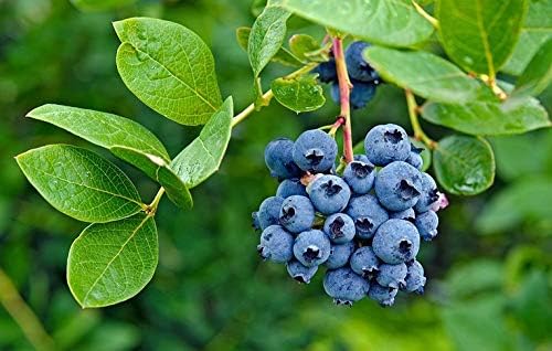 KVITER 100 Blueberry Seeds (Vaccinium Angustifolium) – Sweet Dwarf Lowbush Blueberry Plant Seeds, Heirloom Fruit Seeds Non GMO Organic – Top Hat Berry Fresh Fruit Seeds for Outdoor & Indoor Gardens