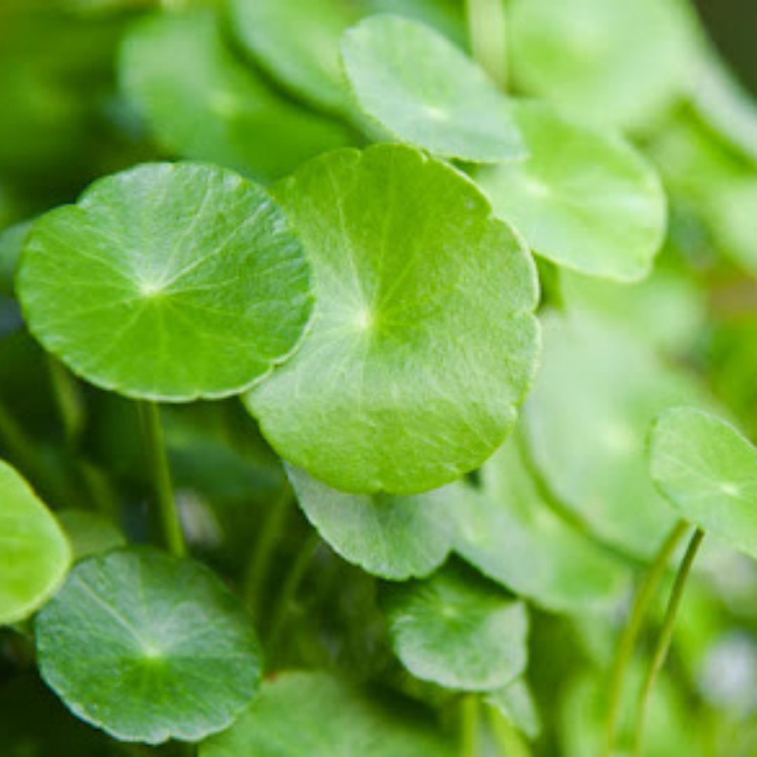 220 PCS Gotu Kola Seeds (Centella Asiatica) – Medicinal & Aquatic Plant for Garden or Hydroponics