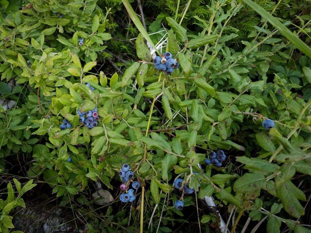 KVITER 100 Blueberry Seeds (Vaccinium Angustifolium) – Sweet Dwarf Lowbush Blueberry Plant Seeds, Heirloom Fruit Seeds Non GMO Organic – Top Hat Berry Fresh Fruit Seeds for Outdoor & Indoor Gardens