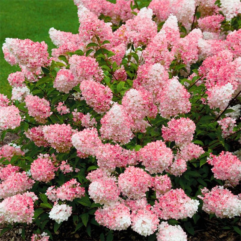 50+ Mix Perennial Vanilla Strawberry Hydrangea Flower Seeds for Planting in Garden Home - Fragrant, Attracts Bees and Butterflies