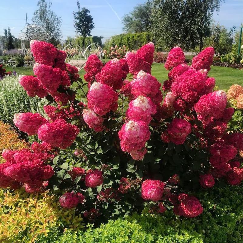 50+ Mix Perennial Vanilla Strawberry Hydrangea Flower Seeds for Planting in Garden Home - Fragrant, Attracts Bees and Butterflies