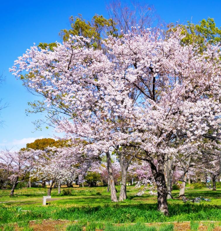 30+ Pink Weeping Sakura Tree Seeds for Planting Outdoors-Cherry Blossom Flower Tree Seeds Non-GMO Heirloom