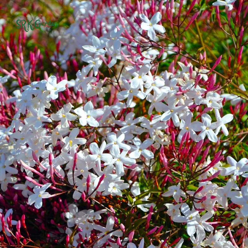 Pink Jasmine Vine Starter Plant in 2 pot