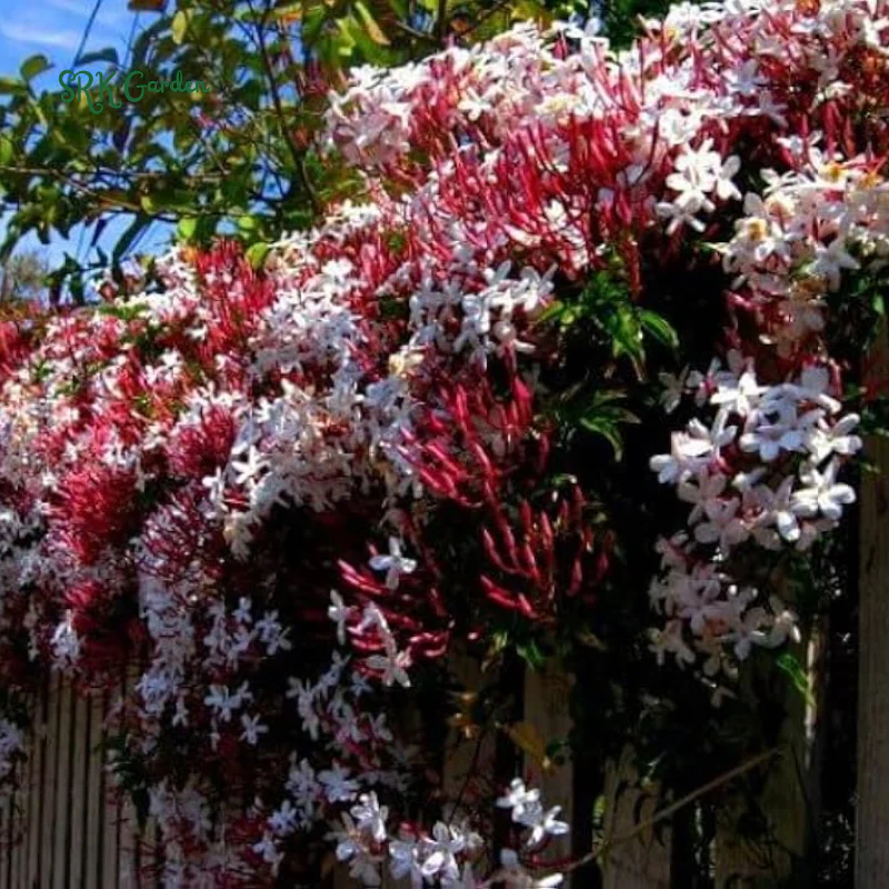 Pink Jasmine Vine Starter Plant in 2 pot