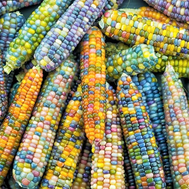 Glass Gem Ornamental Corn (Organic) Seeds - 40+ Count - for 2025 Planting Multi Colored Translucent Rainbow Flint Maize Fall Decorative Popcorn Calico Hopi Grow Your Own Home Farm