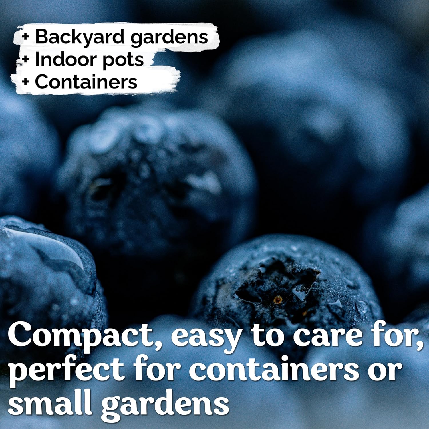KVITER 100 Blueberry Seeds (Vaccinium Angustifolium) – Sweet Dwarf Lowbush Blueberry Plant Seeds, Heirloom Fruit Seeds Non GMO Organic – Top Hat Berry Fresh Fruit Seeds for Outdoor & Indoor Gardens