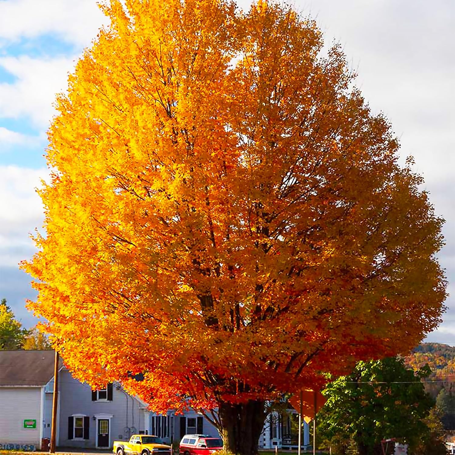 20/100/200 Pcs Sugar Maple Tree Seeds Deciduous Acer Saccharum Rock Maple Seeds for Garden Outdoor by QAUZUY GARDEN