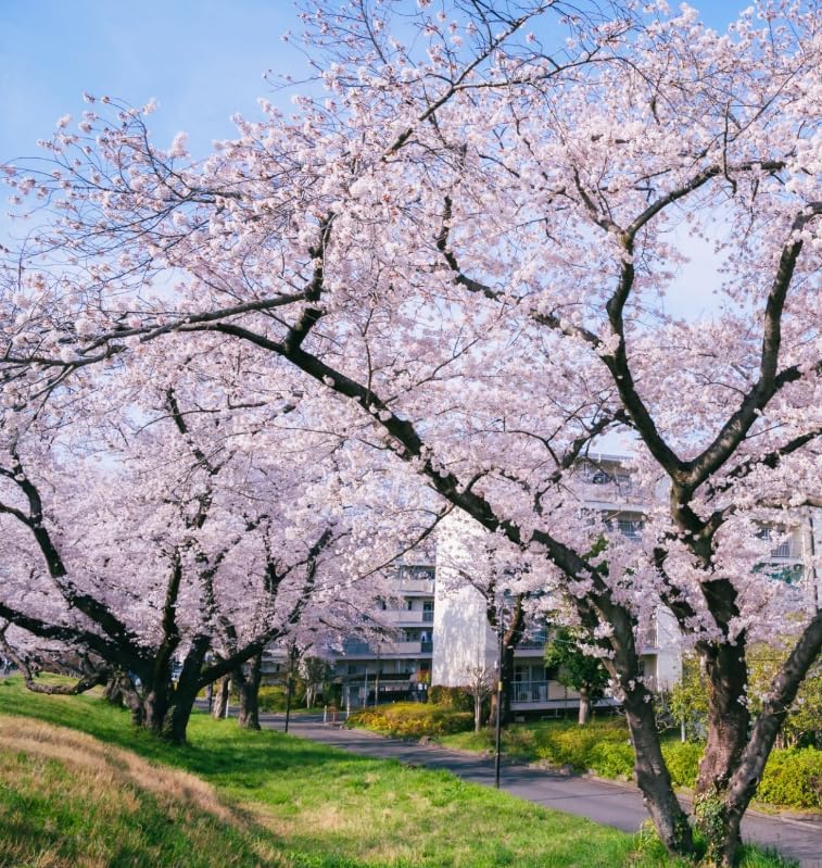 30+ Pink Weeping Sakura Tree Seeds for Planting Outdoors-Cherry Blossom Flower Tree Seeds Non-GMO Heirloom