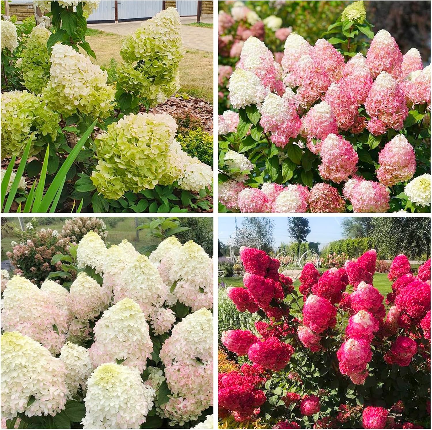50+ Mix Perennial Vanilla Strawberry Hydrangea Flower Seeds for Planting in Garden Home - Fragrant, Attracts Bees and Butterflies