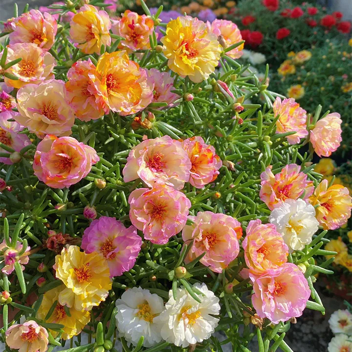 10000 Pcs Muti-color Double Petal Sun Flower Seeds