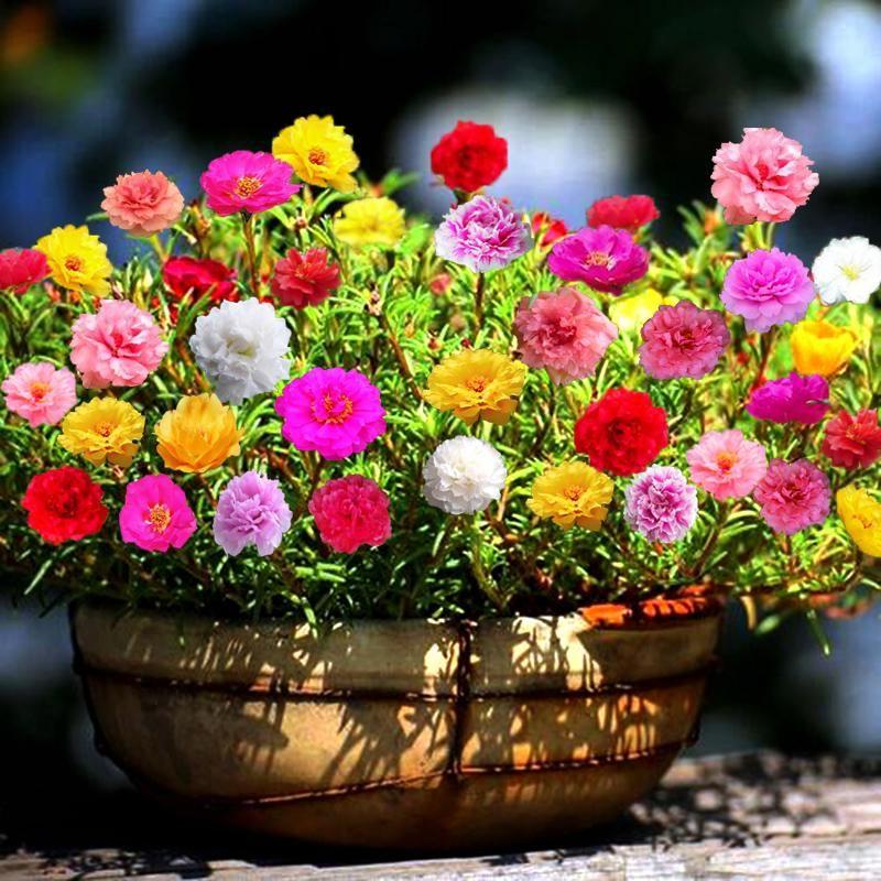 10000 Pcs Muti-color Double Petal Sun Flower Seeds