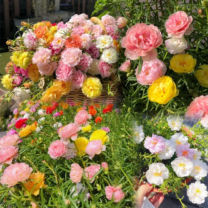 10000 Pcs Muti-color Double Petal Sun Flower Seeds