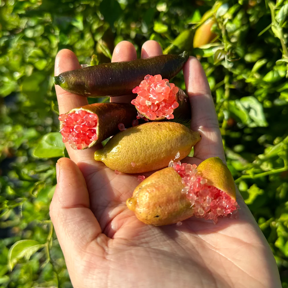 Finger Lime Seeds-Citrus Australasica