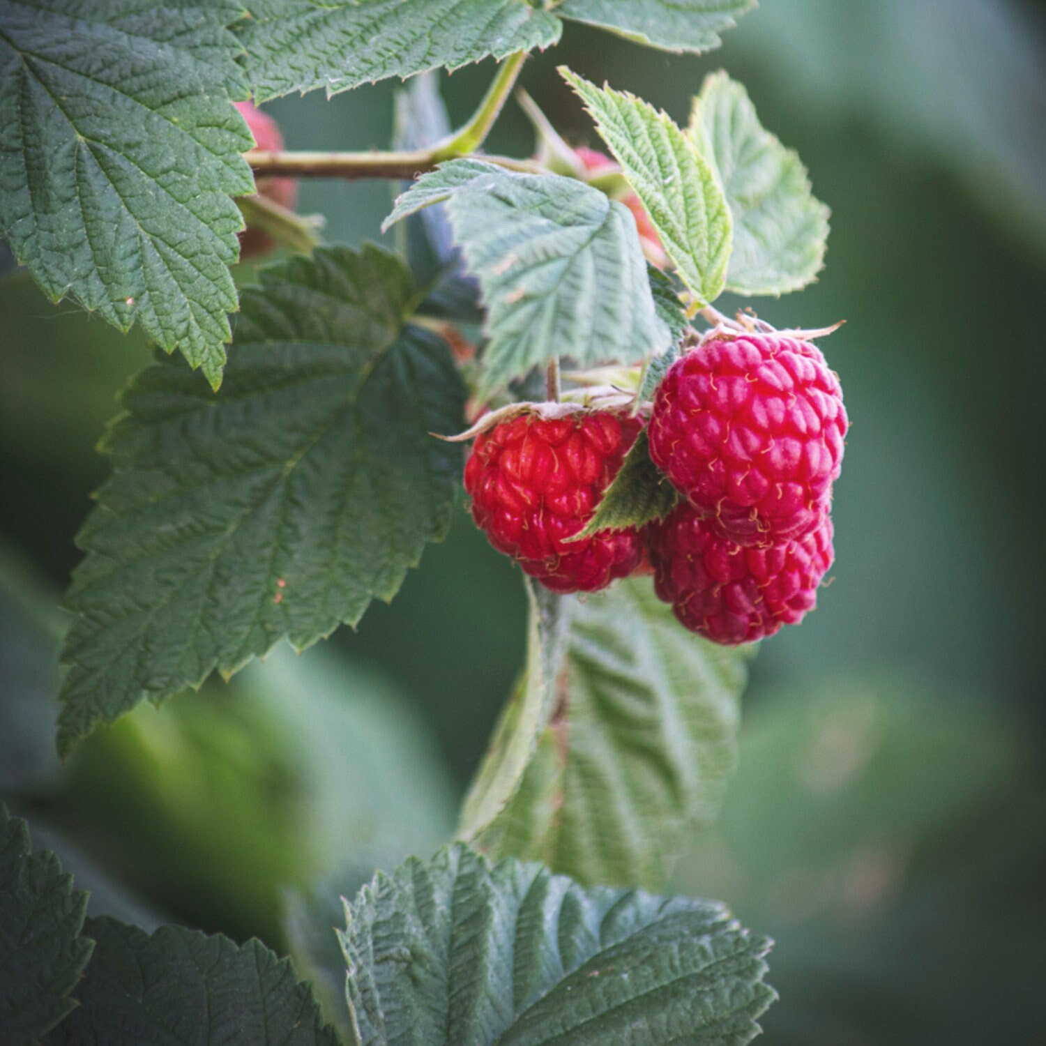 🍓Red Raspberry Seeds