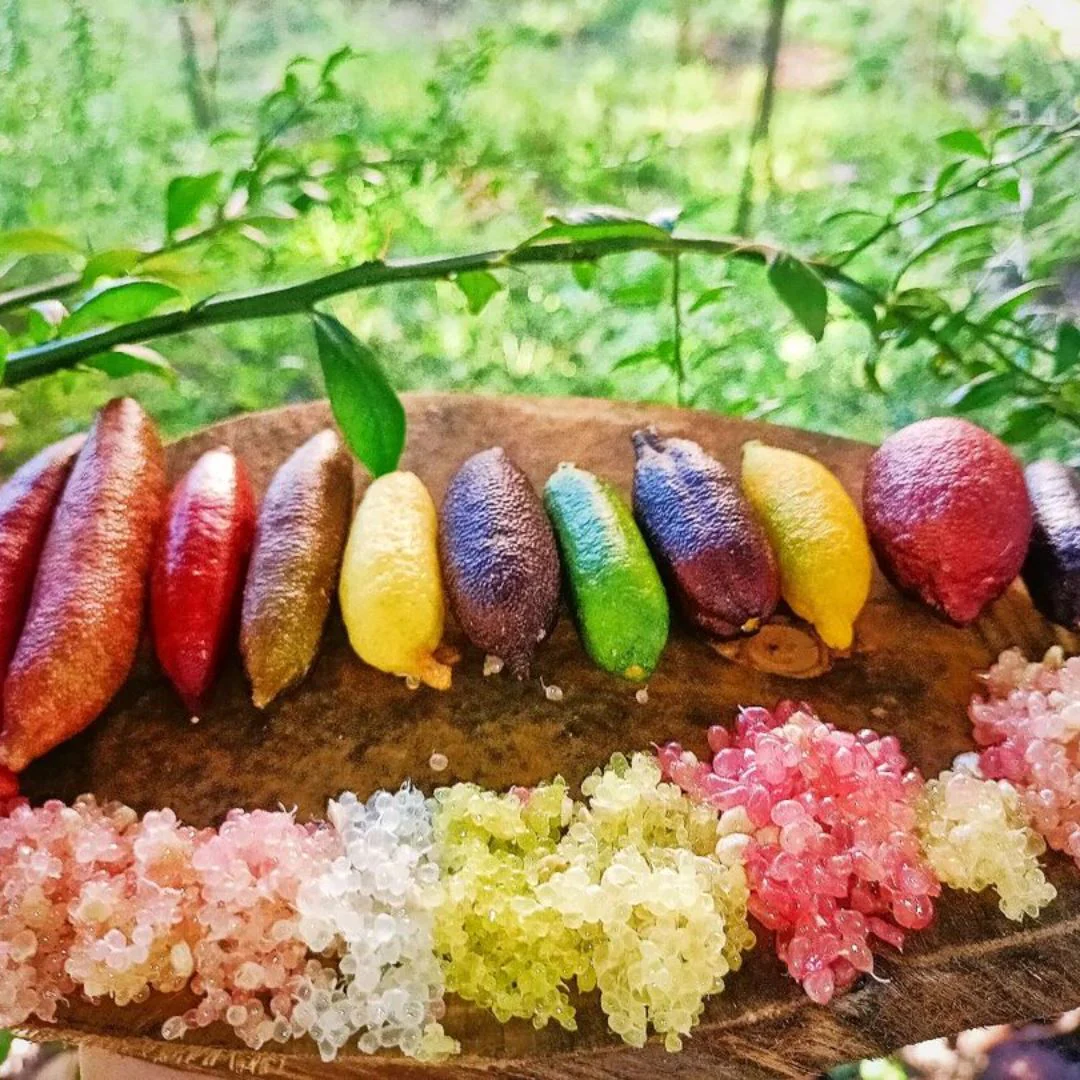 Finger Lime Seeds-Citrus Australasica