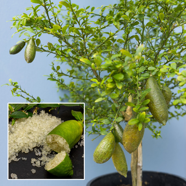 Finger Lime Seeds-Citrus Australasica