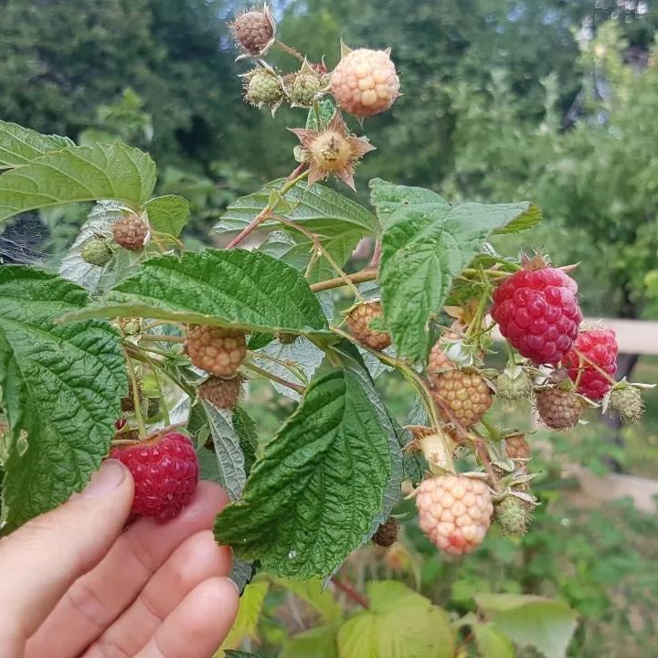 🍓Red Raspberry Seeds