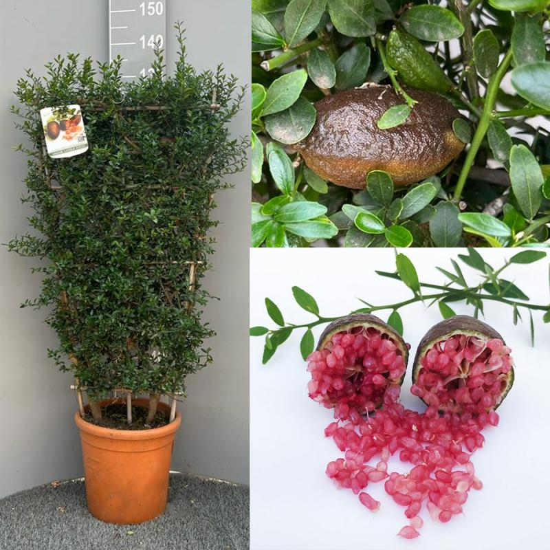 Finger Lime Seeds-Citrus Australasica