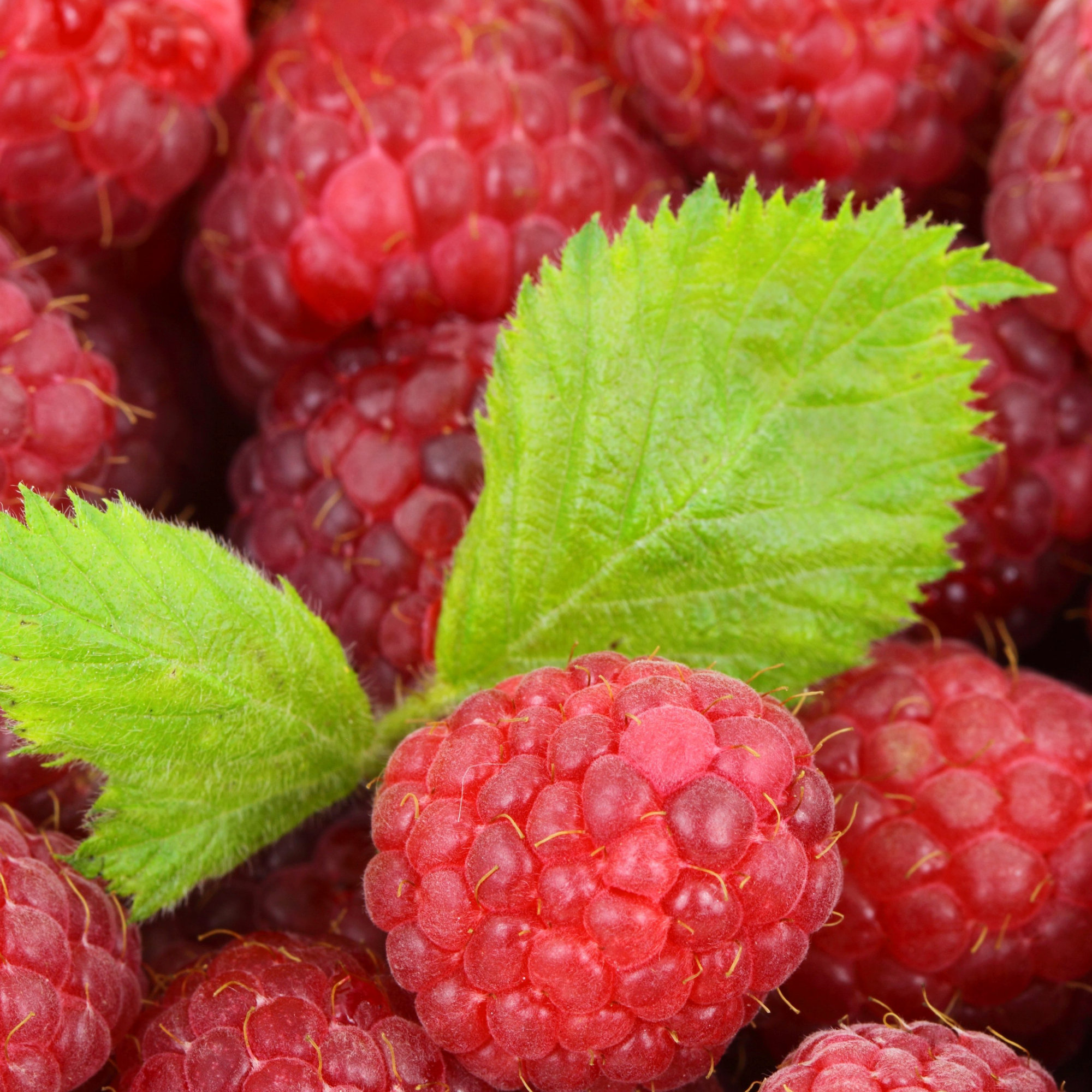 🍓Red Raspberry Seeds