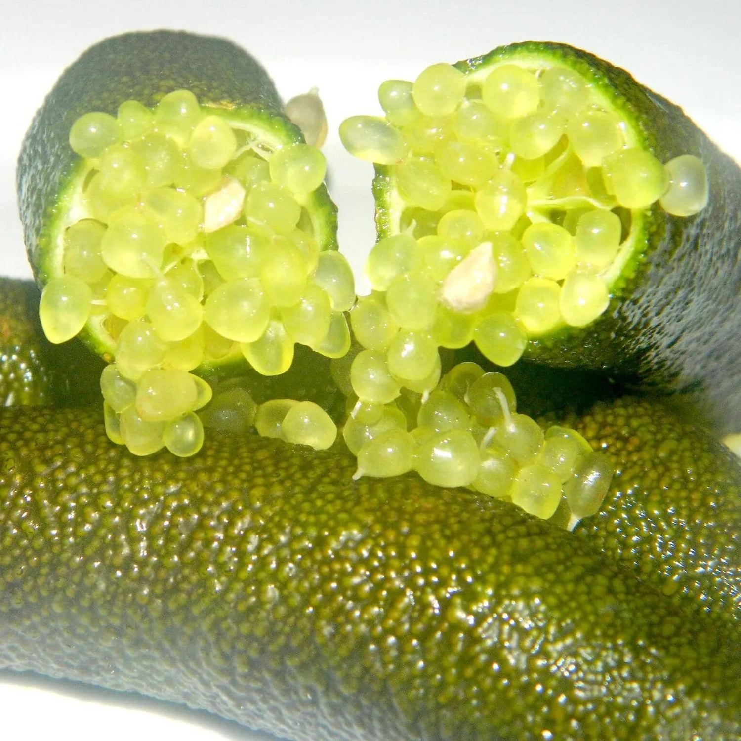 Finger Lime Seeds-Citrus Australasica
