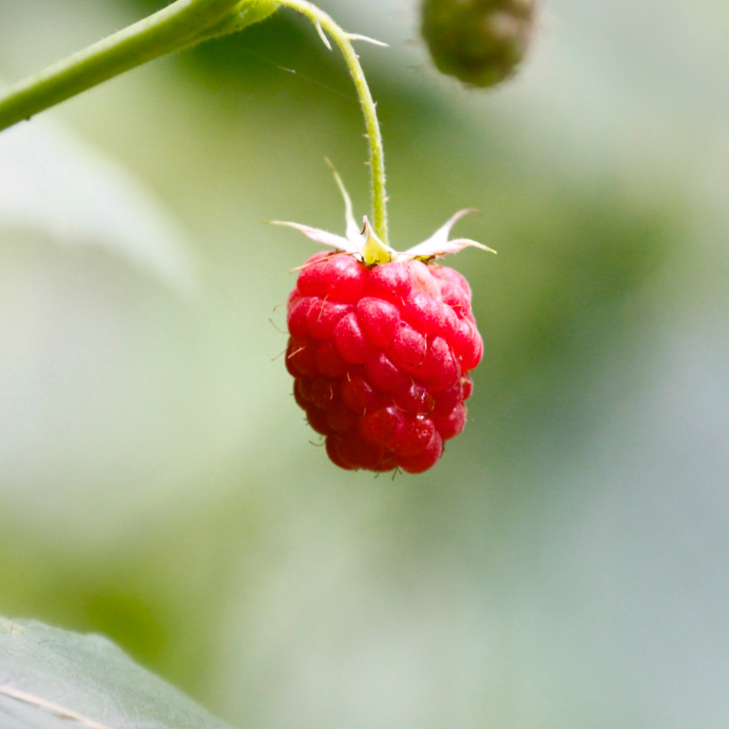 🍓Red Raspberry Seeds
