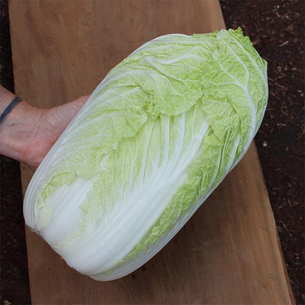 Cabbage Bilko F1 Organic