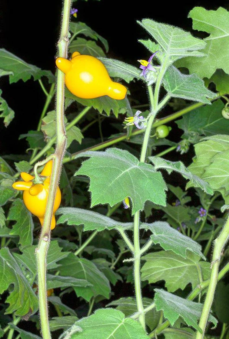 Nipple Fruit Seeds ~ Cow's Udder ~ Titty Fruit ~ Apple of Sodom (Solanum mammosum) ~ Nipplefruit Bizarre Fruit in the Solanum Family