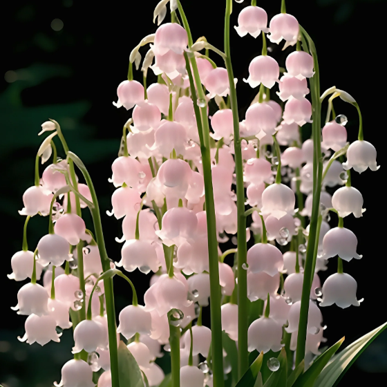 💐Lily of the Valley - Happiness Arrives