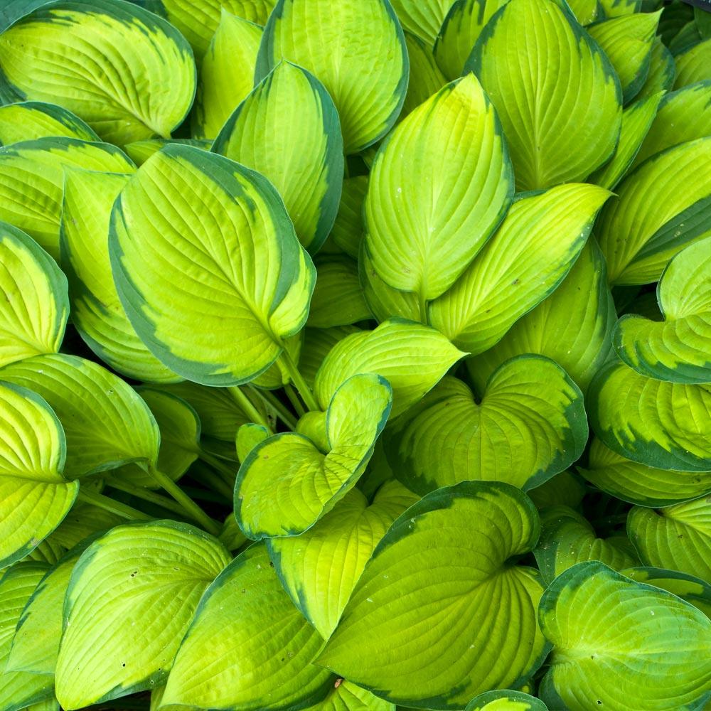 Hosta – The Shade-Loving Elegance for Your Garden 🌿✨