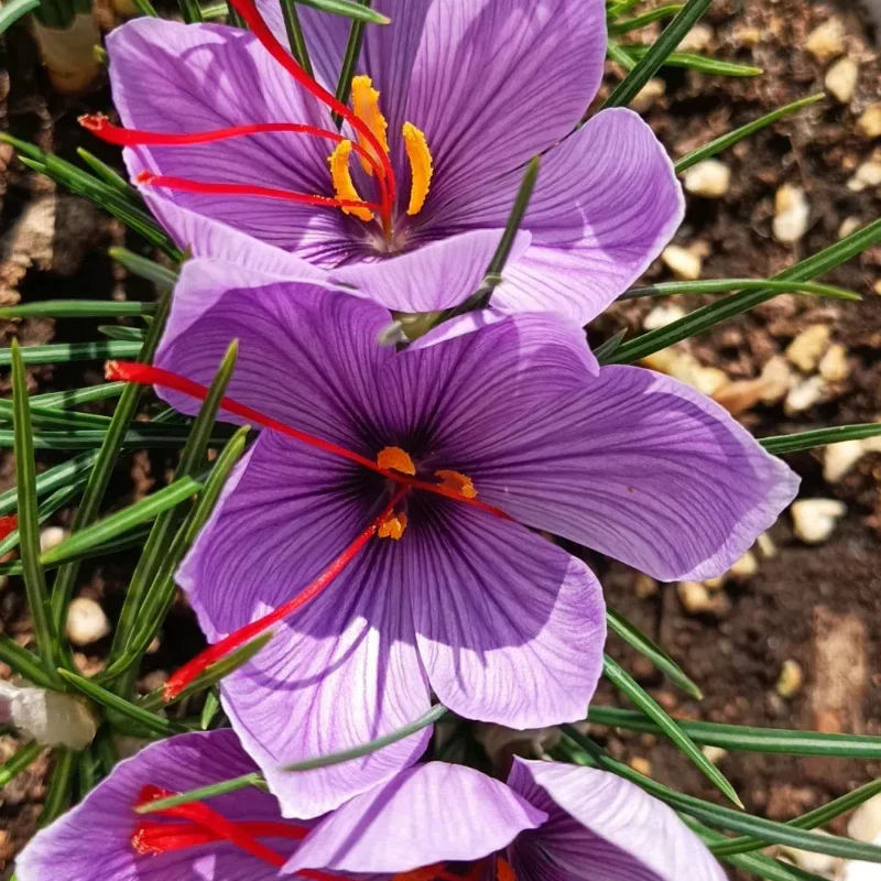 Saffron Crocus Bulbs - Crocus Sativus