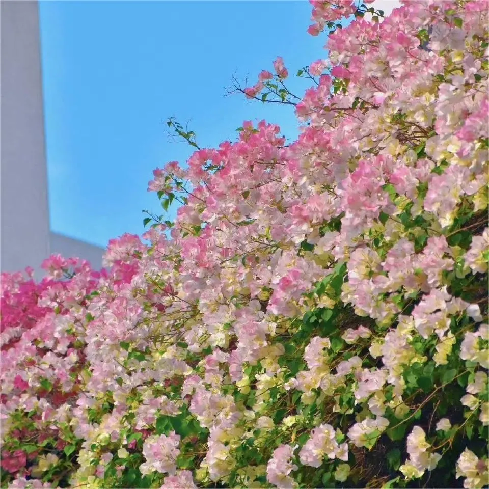 💐Bougainvillea – Easy To Grow And Beautiful