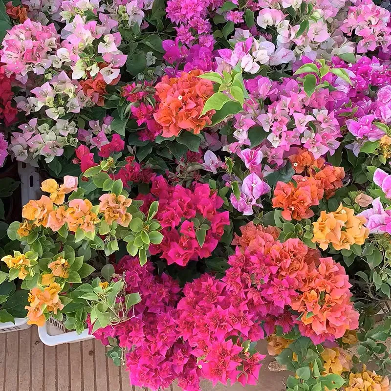 💐Bougainvillea – Easy To Grow And Beautiful