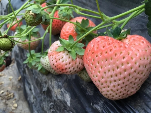 Black Pearl Strawberry Seeds